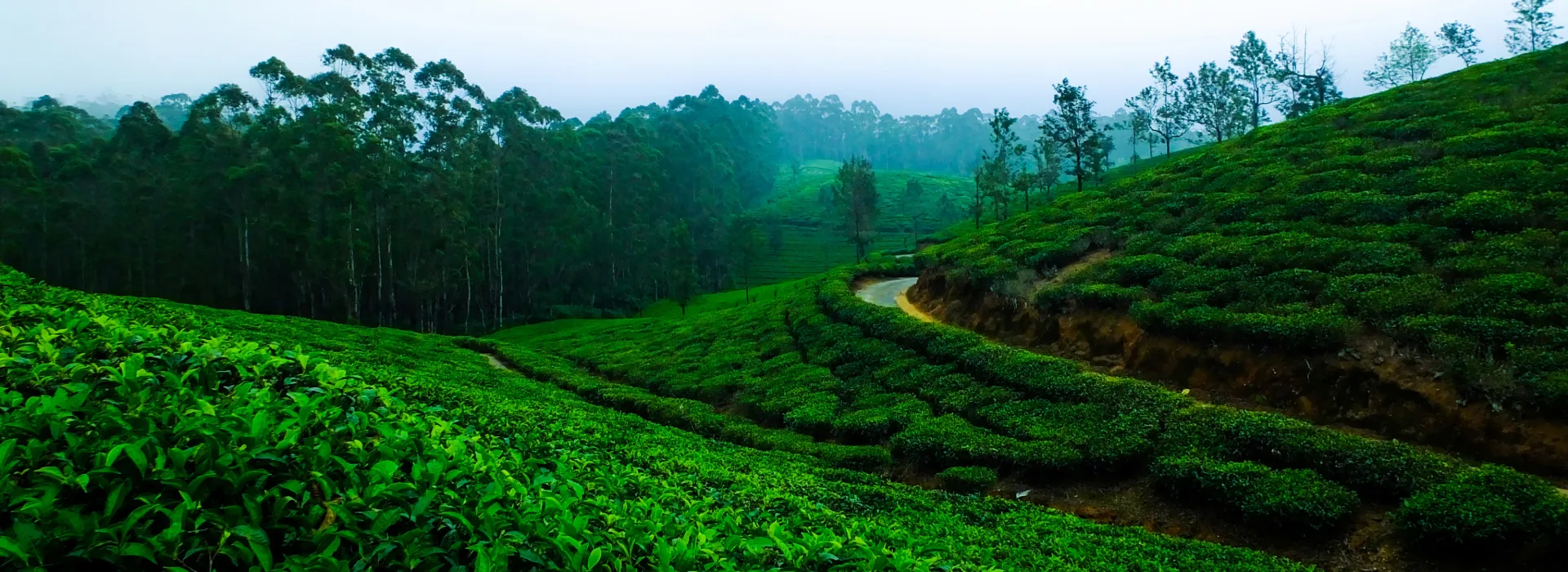 Timeless Beauty of Sri Lanka